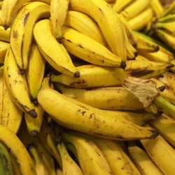 Banane plantin